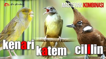 MASTERAN KOMBINASI KAPAS TEMBAK - KENARI - CILILIN AUDIO SUPER HD