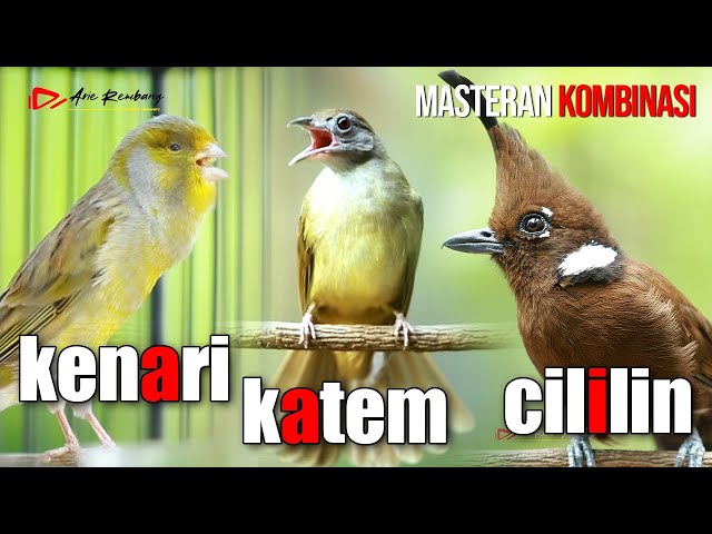 MASTERAN KOMBINASI KAPAS TEMBAK - KENARI - CILILIN AUDIO SUPER HD class=