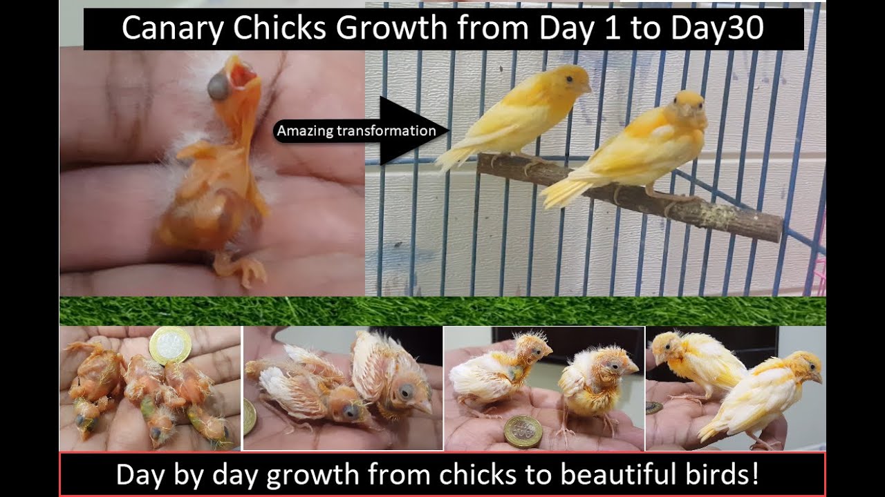 View of Canary Chicks Growth Day-1 to Day-30 | Birds Chicks | Birds Growth ...