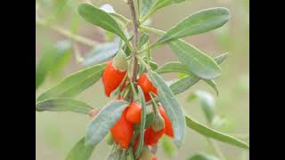Healthy Goji Berries