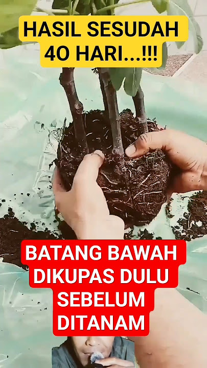 Cara Agar Ber'akar Batang Tanaman Dikupas Sebelum ditanam#Ide Tanam