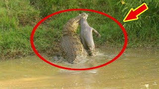 鱷魚偷襲河馬，一口咬住脖子“死亡翻滾”，河馬奮力反抗最終被活活絞死！ 鏡頭記錄全過程！