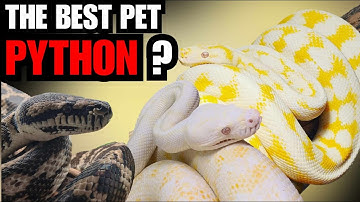 Darwin Carpet Python Care
