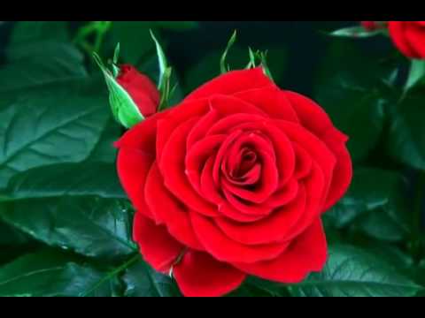 Video Quá trình nở hoa hồng tuyệt đẹp - youtube