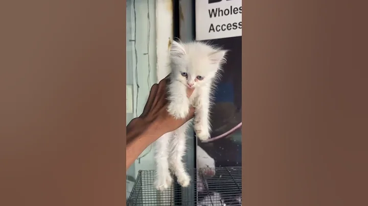 Watch the video about White colour Persian cat available #catlover #cartoon #rcb #viralvideo #viratkohli