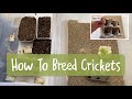 How To Breed Crickets For Your Reptiles! (Successful at first attempt, ended up with 1000s) 2020