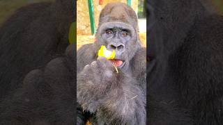 This Silverback Really Loves Pepper! #Silverback  #Gorilla #Asmr #Satisfying