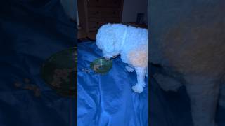 amor bichonfrise pets doguinho cachorro comida cama ???❤️?❤️ vlog like