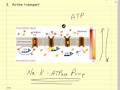 Pharmacokinetics  and Drug Absorption; Veterinary Pharmacology
