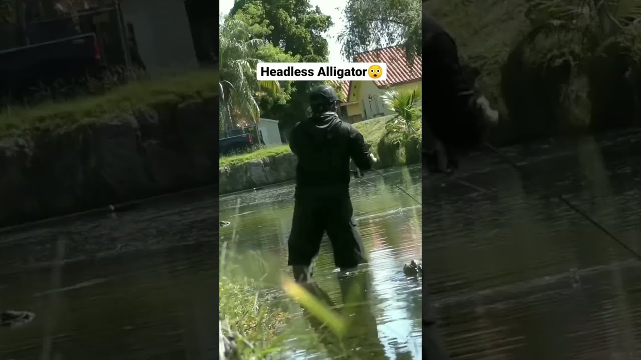RARE ALLIGATOR HEAD Attacks Fishermen 