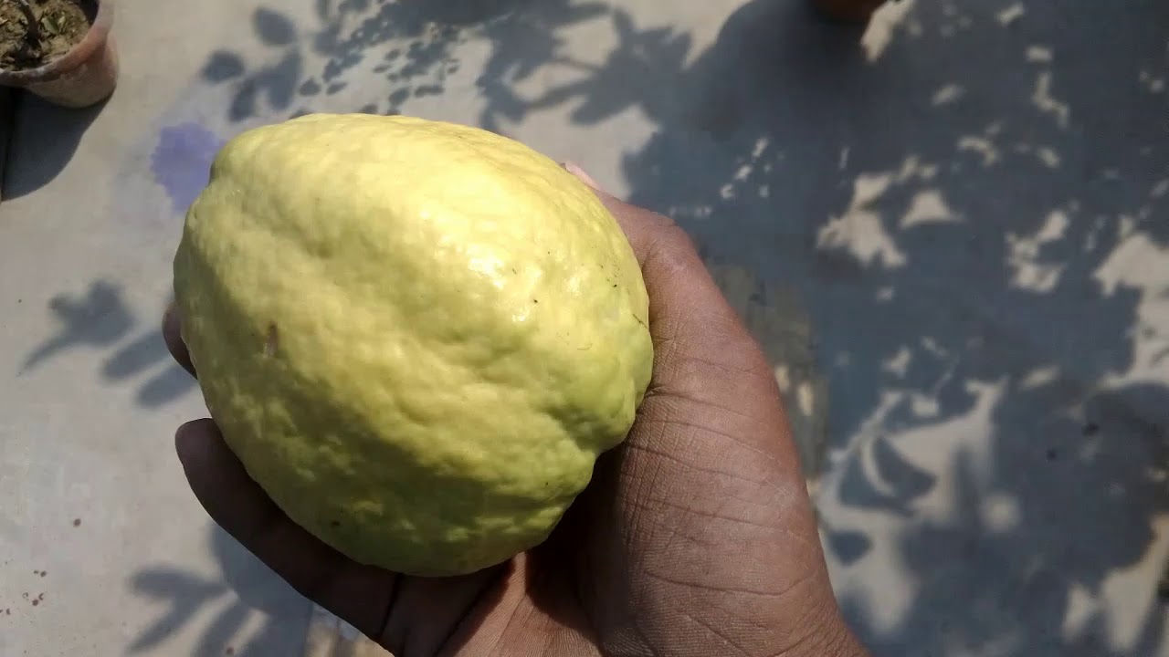 How to grow guava from seeds YouTube