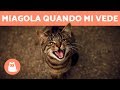 Gatto che miagola QUANDO TI VEDE - 7 motivi