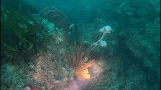 Apollo Bay Diving - Blue Hole by Great Ocean Divers 463 views 4 months ago 8 minutes, 22 seconds