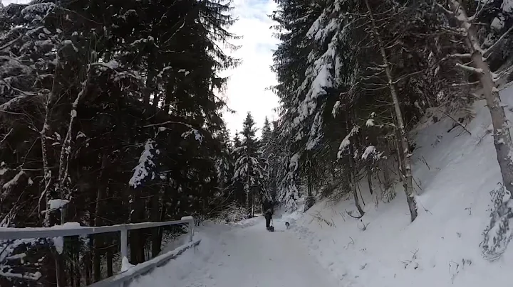 Wild whippet snow day