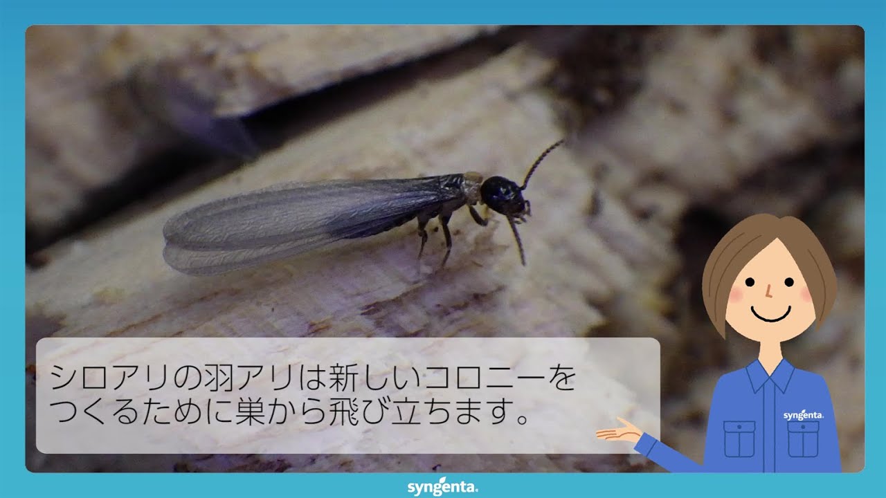 羽アリの飛翔抑制にも効果アリ！シンジェンタのアルトリセット