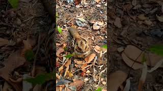 🇲🇽 ENCONTRAMOS ESTA HERMOSA AVE EN PALMA SOLA#acapulco#aves#aventura#pajaro#guerrero#pichacua