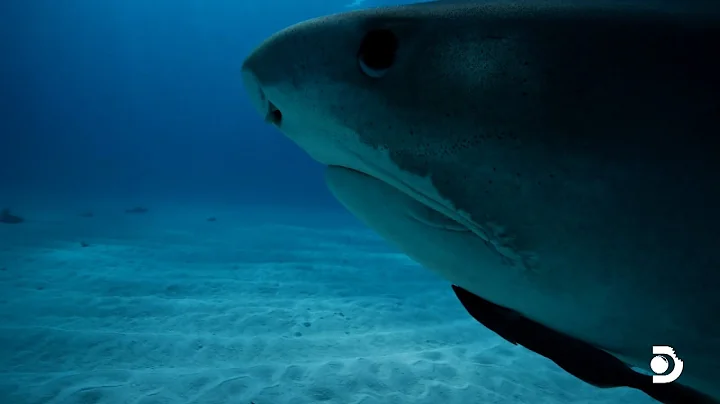 Don't Ever Do This if You See Sharks in the Water