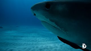 Download Lagu Don't Ever Do This if You See Sharks in the Water MP3 Download Lagu Don't Ever Do This if You See Sharks in the Water MP3