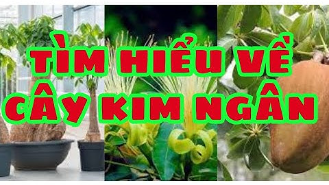 tìm hiểu về cây kim ngân