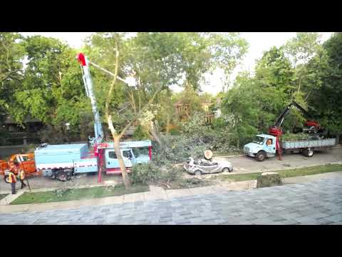 Harding Tree Removal Time Lapse