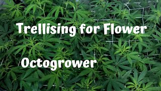 Trellising Your Plant | Octogrower