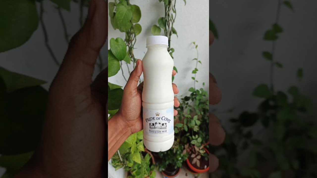 Pride of Cows Luxury Farm Fresh Milk 🐄🥛Pure, Creamy & Delivered Fresh! 