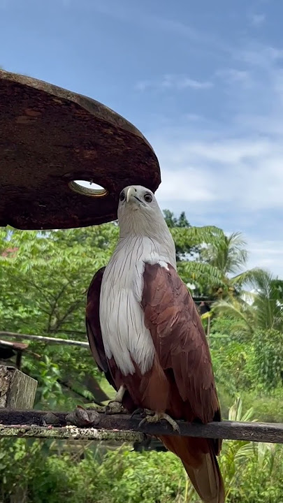 burung elang yang pintar dan jinak #burung #elang