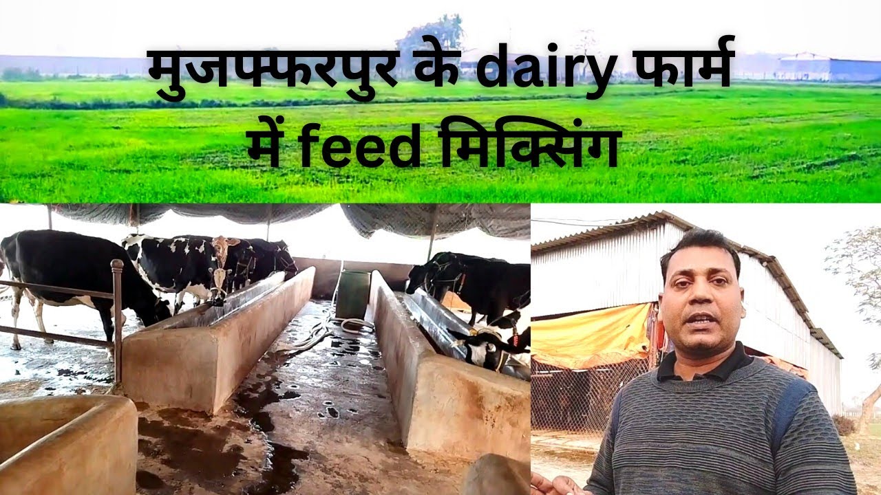 Muzaffarpur dairy फार्म में cow feed mixing | 🔥🔥 
