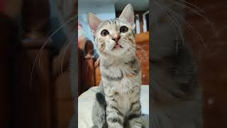 😅Cutie#cat#cutie#face#lovely#cat#funny#cat#short#cute#viedo#crazy#cat#sweet#cat#😅😀