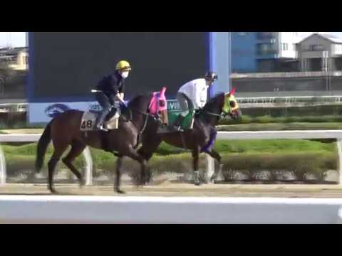 第65回桜花賞（ＳⅠ）2019  追い切り動画　ホウショウレイル　2019/03/22　浦和競馬場