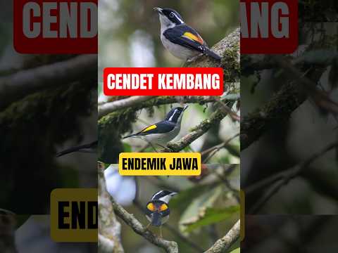 CENDET KEMBANG..burung cendet kok begini ??
