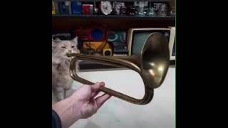 Cat Playing Trumpet Meme #shorts