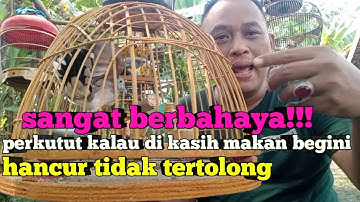 pasti jadi bisu gak akan manggung perkutut lokal kalau di kasih makan model begini !!!