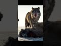 Man vs Wolf: Savage Encounter on the Ice #Nature #Wildlife #Wolf #Survival #Savage #Encounter#Shorts