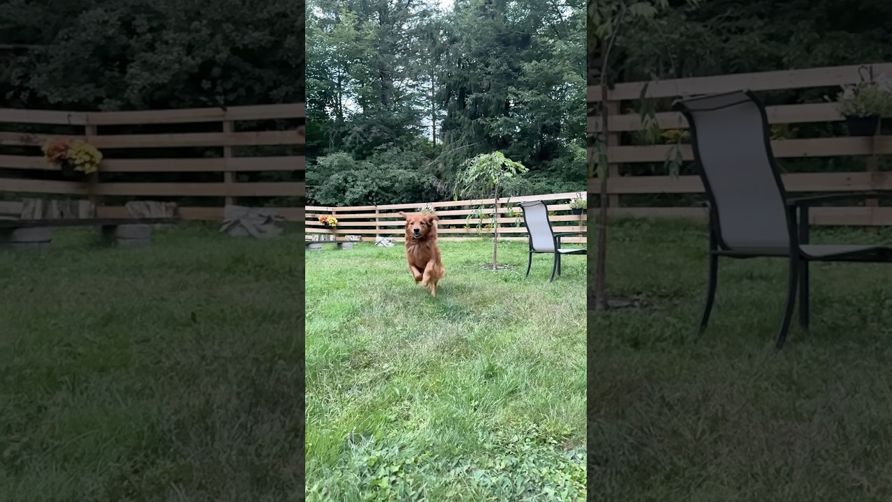 2 happy guys!! #happydogs #goldenretrievers #goldens #puppy #redgoldenretriever
