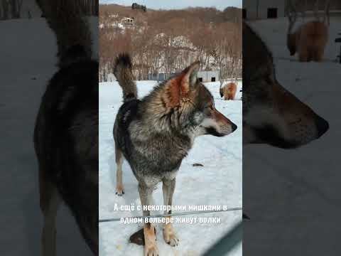 Видео: Медвежий приют в Sabaduri, Bear shelter