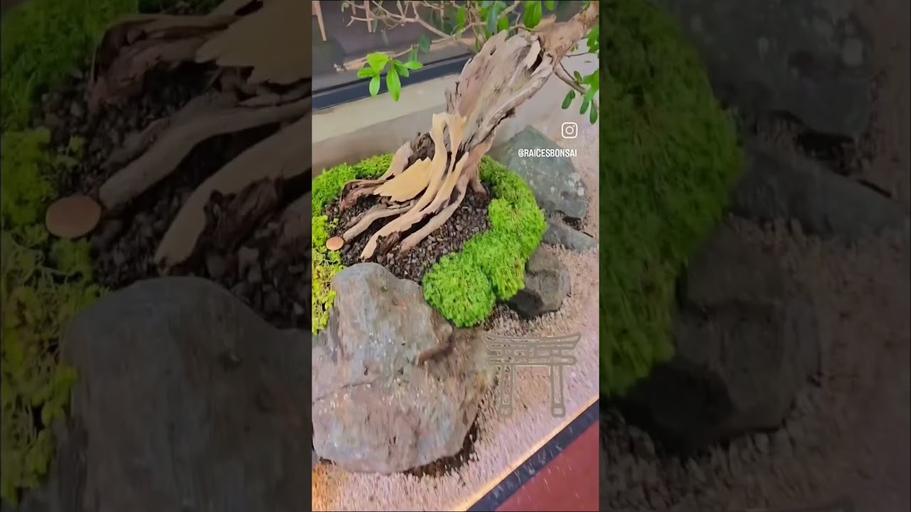 Godaibysakana Koi Pond & Zen Garden with Bonsai - YouTube
