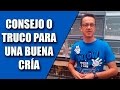 Cría del Canario y Silvestre (Consejo o truco para una buena cría 2017)