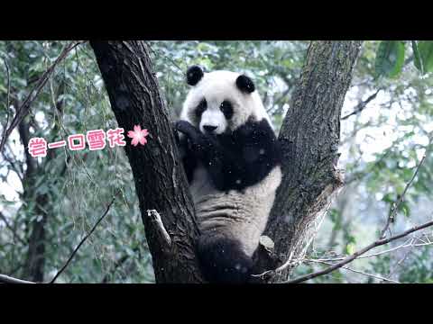 🐼大熊猫“绩笑”轻轻地尝一口雪花的味道 Giant Panda Ji Xiao Gently Tasted The Flavor Of Snowflakes | Adorable Panda