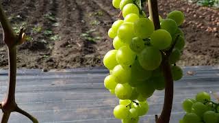 Честный обзор виноградника,что созрело,как с треском ягоды,зачем осветлять грозди?
