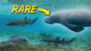 Search for the Endangered Antillean Manatee (with SHARKS?!) by BlueWorldTV 61,119 views 1 year ago 15 minutes