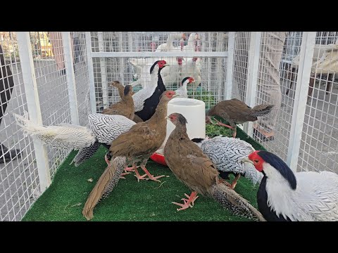 سوق الغزل يوم الجمعة انواع الحيوانات والطيور مع الأسعار 10 أكتوبر 2025 سوق الجمعة اربيل