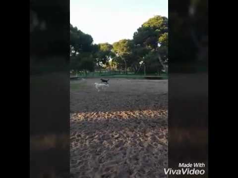 Négora, Osa y Khaleesi en el Parque. Mayo 2017 camera iphone 8 plus apk