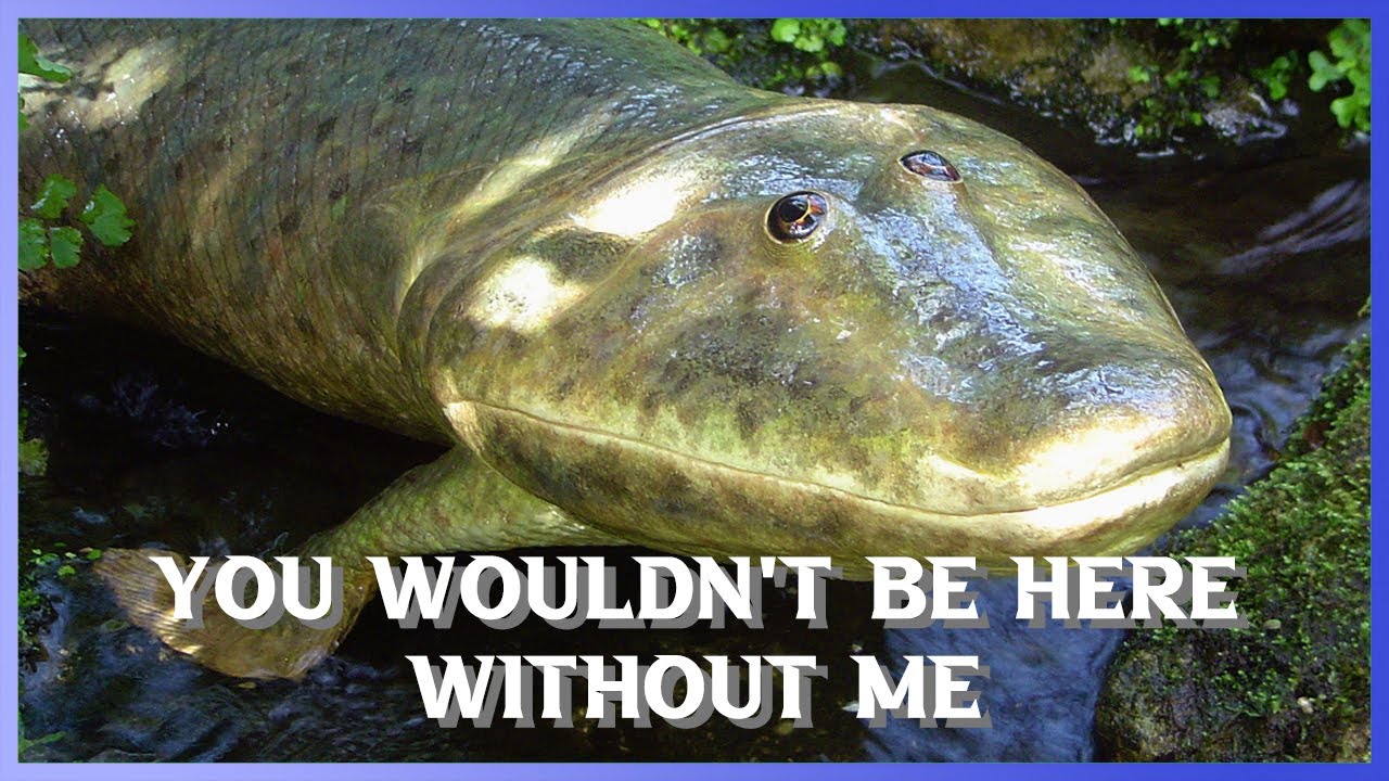 A random video about Tiktaalik - YouTube