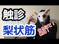 【実技】なるほど！梨状筋の機能解剖と触診　縁の下の力持ち！？ポイントは位置関係と働きです！
