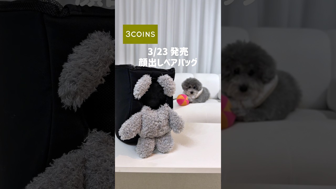 新作】3COINS❗️ひょっこり顔出し🐶 #shorts - YouTube