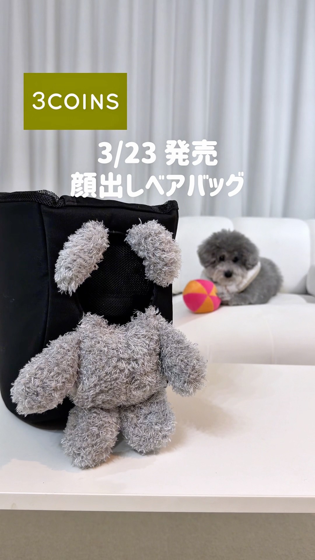 新作】3COINS❗️ひょっこり顔出し🐶 #shorts - YouTube