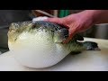 Cuisine de rue japonaise  poissonballon fugu japon