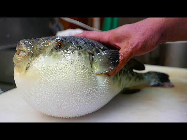 Japanese Street Food - LIVE FUGU PUFFERFISH Puffer Fish Japan | Travel Thirsty