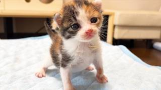元気すぎる赤ちゃん猫